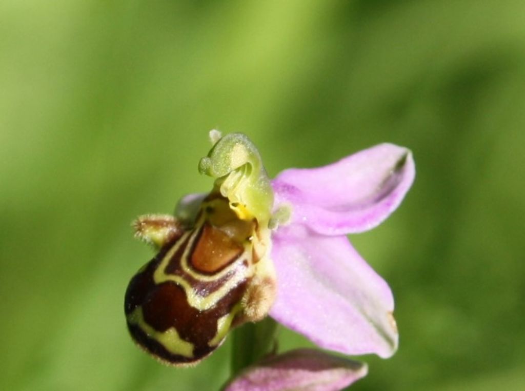 Orchidee Poggi di Monte